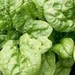 Spinach: Lavewa image