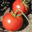 Tomato: Rutgers - Heirloom image