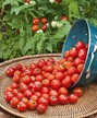 Tomato: Amish Salad image