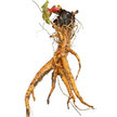Rhubarb: Paragon image