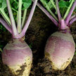 Rutabaga: Laurentian image