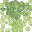 Brussels Sprouts: Roodnerf image