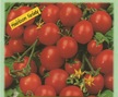 Tomato: Cherry Buzz image