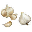 Garlic: Brown Tempest image