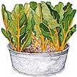 Chard: Golden Chard image