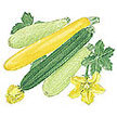 Squash, Summer: Clarimore Zucchini image