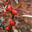 Roselle: Roselle image