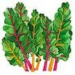 Chard: swis chard rainbow image