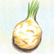 Celeriac / Celery Root: Brilliant image