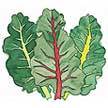 Chard: Chard (user created) image