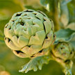 Artichoke (Perennial): Green Globe JS image
