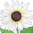 Sunflower: Italian White image