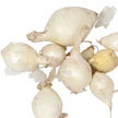 Onion: Gladstone image
