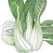 Bok Choy / Pak Choi: Kai Choi image