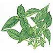 Basil: herb image