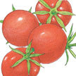 Tomato: Mountain Spring Tomato image