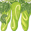 Peppers: Burpee-Hot pepper, pepperonicini image