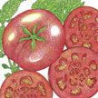 Tomato: Williamette image
