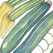 Squash, Summer: Ambassador Squash image