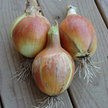 Onion: Candy Hybrid image