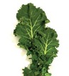 Kale: Improved Dwarf image