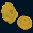 Squash, Summer: Yellow Scallop image