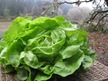 Lettuce: Cindy image
