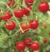 Tomato: Sun Cherry Vertical Gardening image