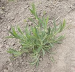 Greens, Specialty: Sculpit (Silene Inflata) image