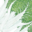 Chard: Fordhook image
