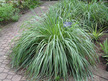 Lemongrass: Cymbopogon Citratus image