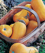 Squash, Winter: Autumn Glow butternut image