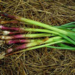 Onion: Green Garlic Scallion Sampler image