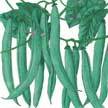 Bean: Frijol Verde Blando image