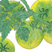 Tomato: Green Moldovan image