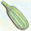 Squash, Summer: Green Bush Vegetable Marrow image