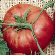 Tomato: Climbing Trip-L-Crop Heirloom image