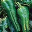 Peppers: Chili Relleno image