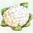 Cauliflower: Candid Charm Hybrid image
