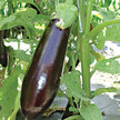 Eggplant: Vittoria image