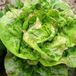 Lettuce: Ella Kropf image