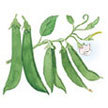 Peas: Stringless Snap Peas. image