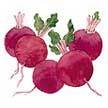 Beet & Beetroot: beet (user created) image