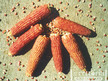 Corn: Early Pink image