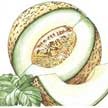 Melon: Rocky Ford Green image