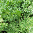 Kale: Siberian kale image