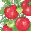 Tomato: Fourth of July image