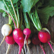 Radish: Easter Egg image