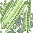 Peas: Black Eyed Peas image