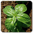 Basil: Aton Basil image